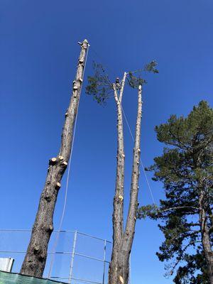 Noel Tree & Gardening