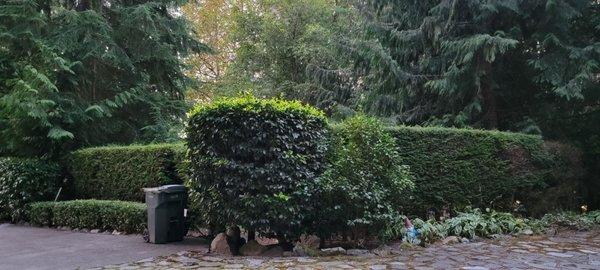 Julio and his team did an amazing job with our yard! Everything looks so nice and neat.