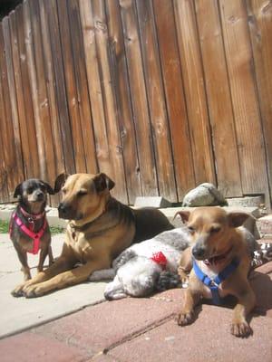 Monique's Pet Parlor