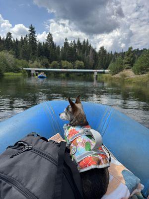 Pawsitive Styles Mobile Grooming