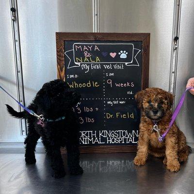 North Kingstown Animal Hospital