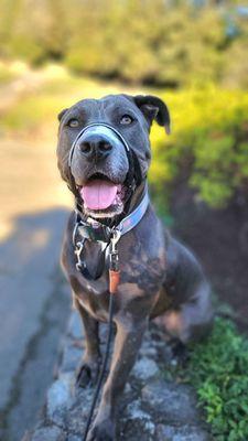 The Good Dog Adventures