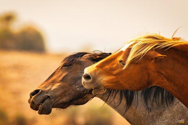 Gordini Fine Art Photography