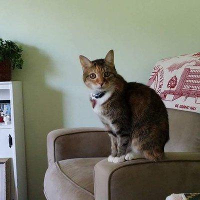 We lost our girl, Emma this afternoon. She
crossed the Rainbow Bridge and Kira and Gizze were waiting for her. Good bye Missy Emma.