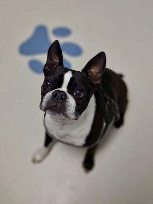 Scott Mill Animal Hospital