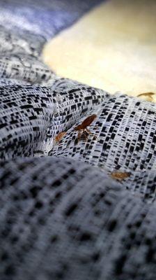 Adult bed bug stretching as far away from a chemical residual as it possibly can.