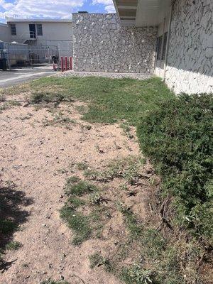 "Patch of grass for pets"