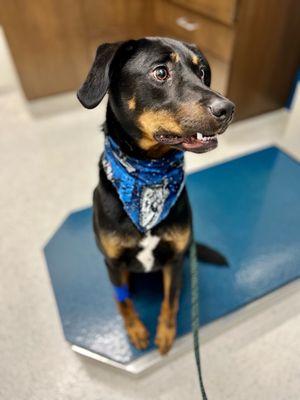 Turning Stone Animal Hospital