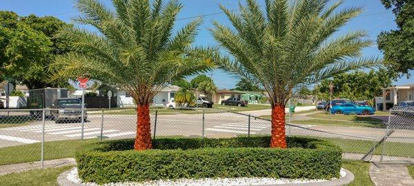 Miniplants Landscaping