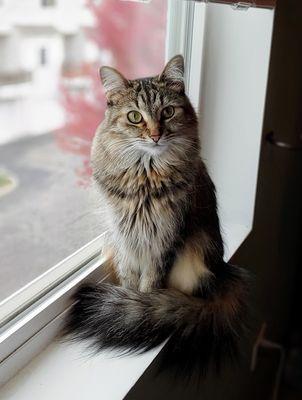 Dupage Mobile Veterinary Services