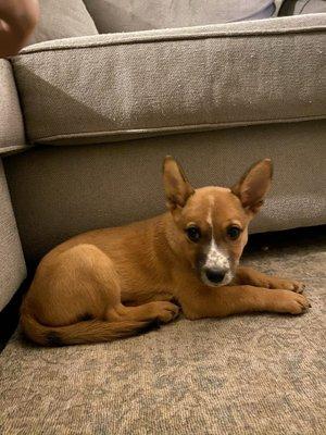 Family Vetcare of Chandler