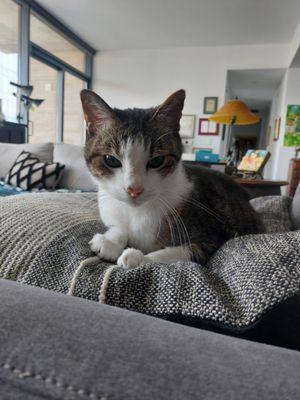 Alex lounging in her favorite spot.