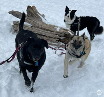 Doggie Stylz Grooming