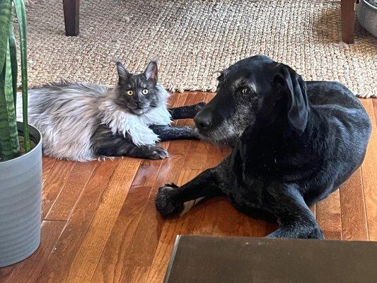 Bear Creek Animal Clinic