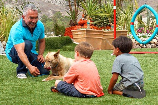 Ideal Turf - Houston