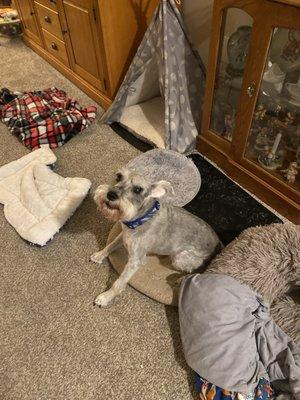 Ali's Pali's South County Pet Salon