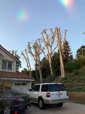 East Co Tree Care
