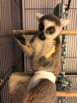 Danner Veterinary Hospital