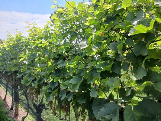 Robert's Custom Tours and Transportation