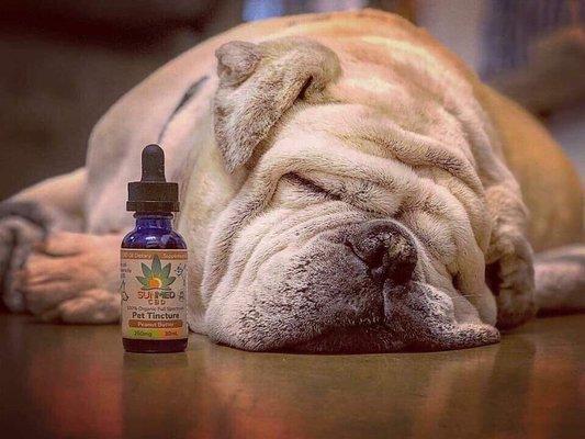 Great products for pets in pain or have anxiety