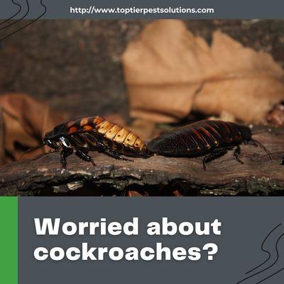 Top Tier Pest Solutions