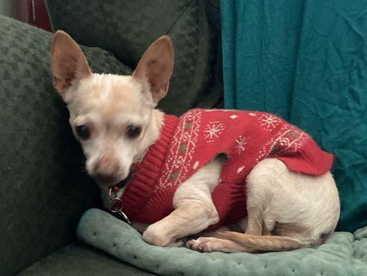 Central Phoenix Animal Hospital