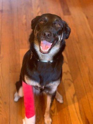 Lucky Paws Pet Sitters