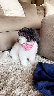 Perky Poodle