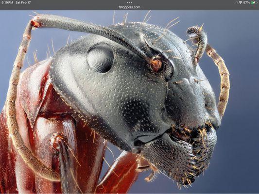 Accurate Pest Solutions