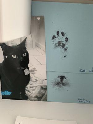Imprints that vet made of my cat that I had to have euthanized after options ran out.