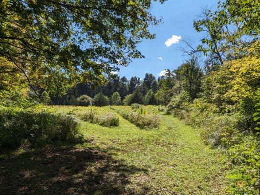 Another section of the three trails.