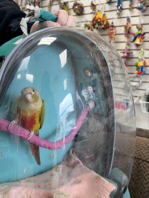 Wildwood Veterinary Hospital