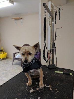 Paw by Paw Grooming Salon