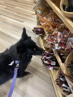 Republic of Paws North