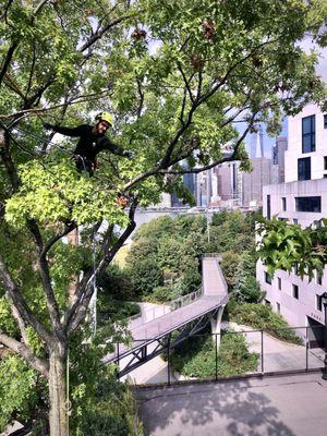 Arborpolitan Tree & Garden Care