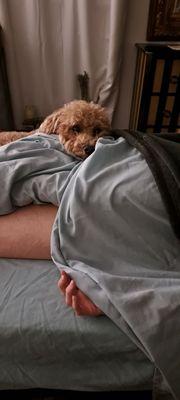 Dogs are welcome to this massage room