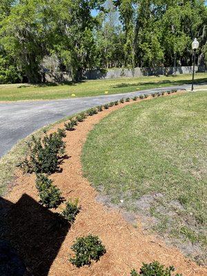 A new hedge row we installed for a customer