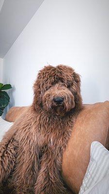 Kahoots Feed and Pet Store