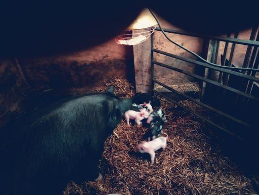 Wilson Farm Fresh Meats