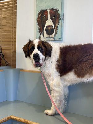 Healthy Pets of Westgate