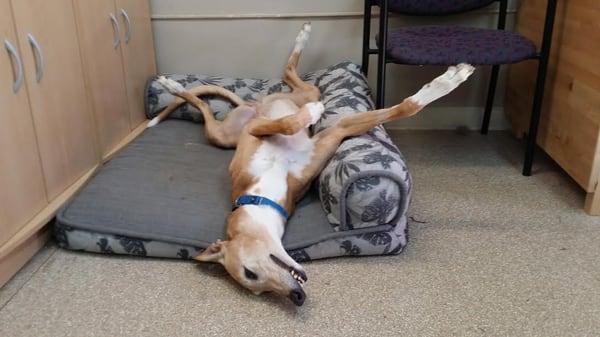 Greyhound Pets of America Houston