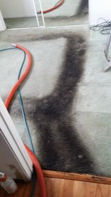 Coast To Coast Carpet Cleaning