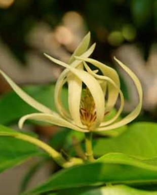 Mariposa Landscape & Tree Service