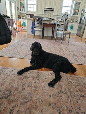 Claiborne Animal Clinic