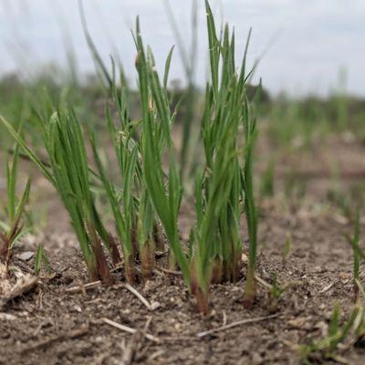 Tallgrass Osteopathic Family Medicine