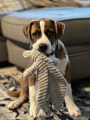 New Horizon Dog Rescue