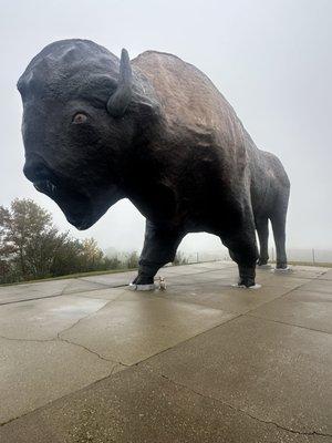 Look for the dog for scale