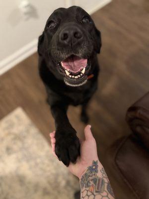 Sit Happens Peach State Pet Care