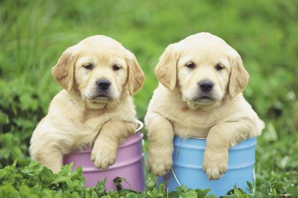 Four Paw Spa Mobile Pet Salon