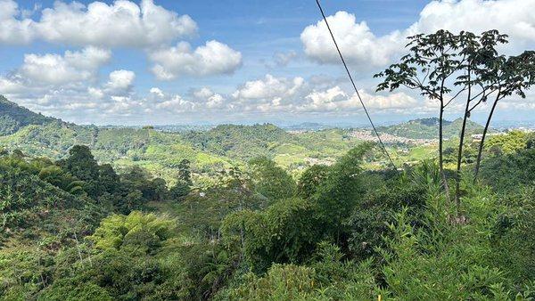 My Little Coffee Tree